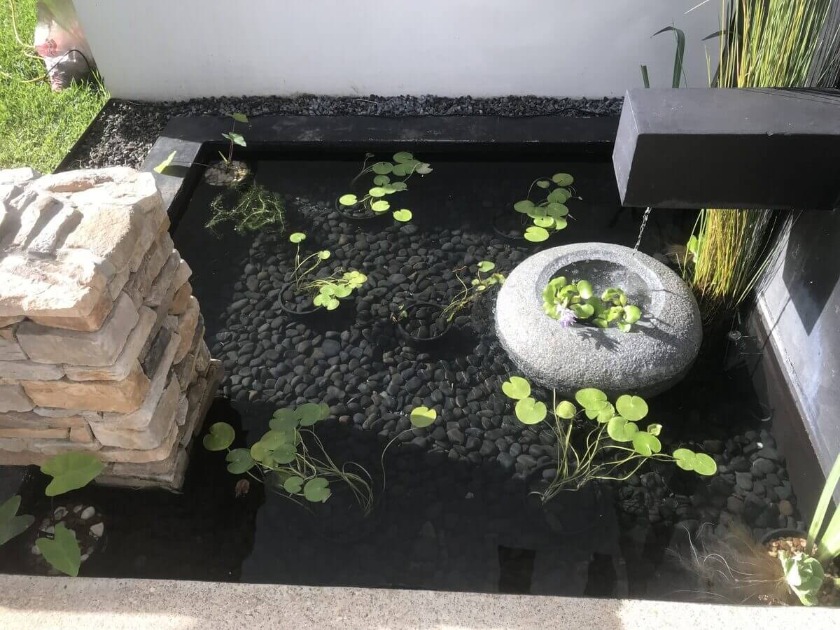 After pond cleaning Brisbane