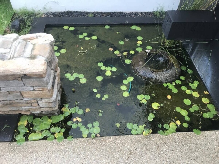 Before pond cleaning Brisbane