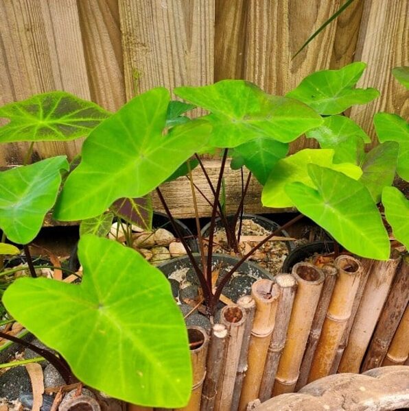 Elephant Ear Pond Plant