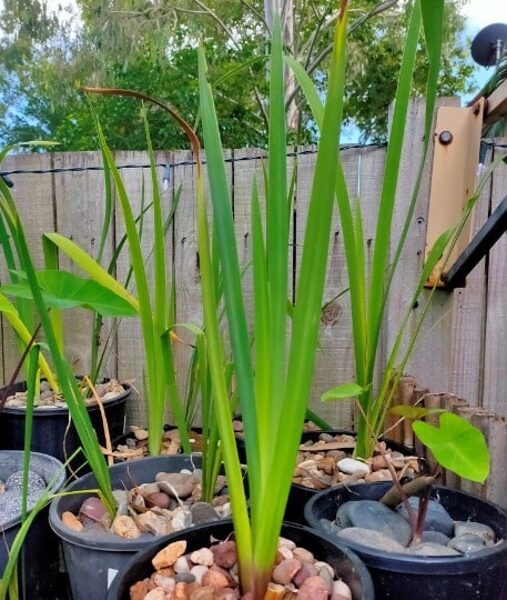 Water Iris Pond plants