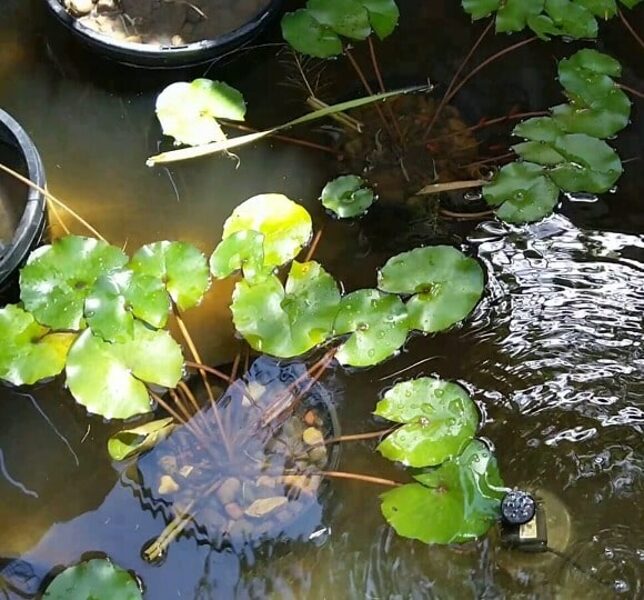 Water Lily (Outdoor Plant) (For Sale in Australia)