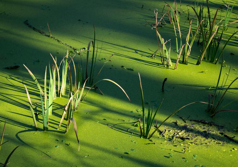 How to Remove Green Algae From a Pond